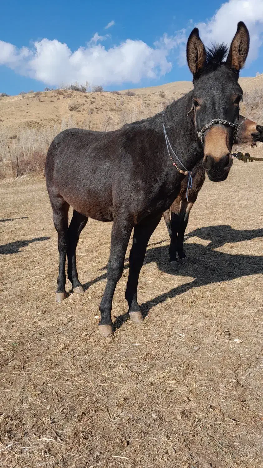 قاطرنر18ماهه آخته شده|حیوانات مزرعه|انگوران, |دیوار