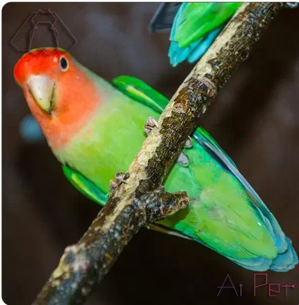 پرنده گمشده|پرنده|شهرکرد, |دیوار