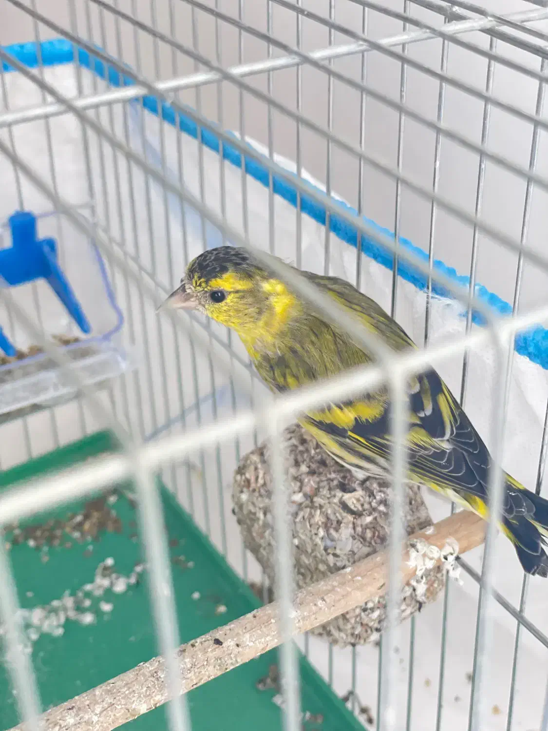 سهره نر با قفس ولوازم|پرنده|دماوند, دماوند|دیوار