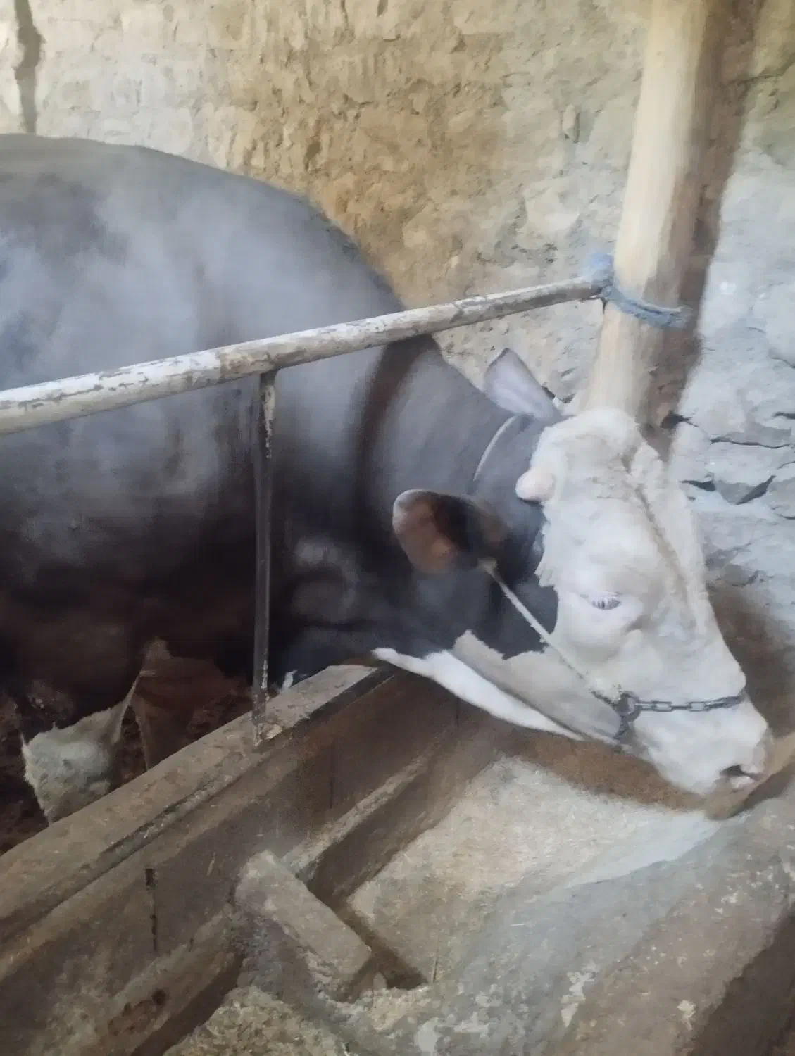 شیر|خوردنی و آشامیدنی|بجنورد, |دیوار