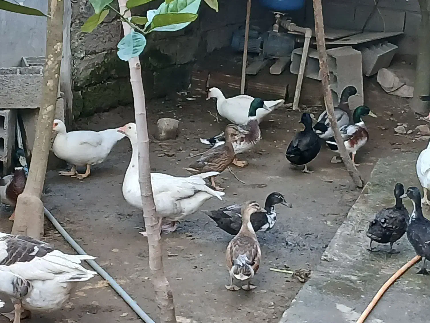 چهار عدد اردک رشتی نر|حیوانات مزرعه|دابودشت, |دیوار