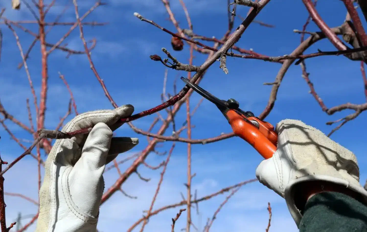 هرس کاری درختان میوه|خدمات باغبانی و درختکاری|چاراویماق, |دیوار