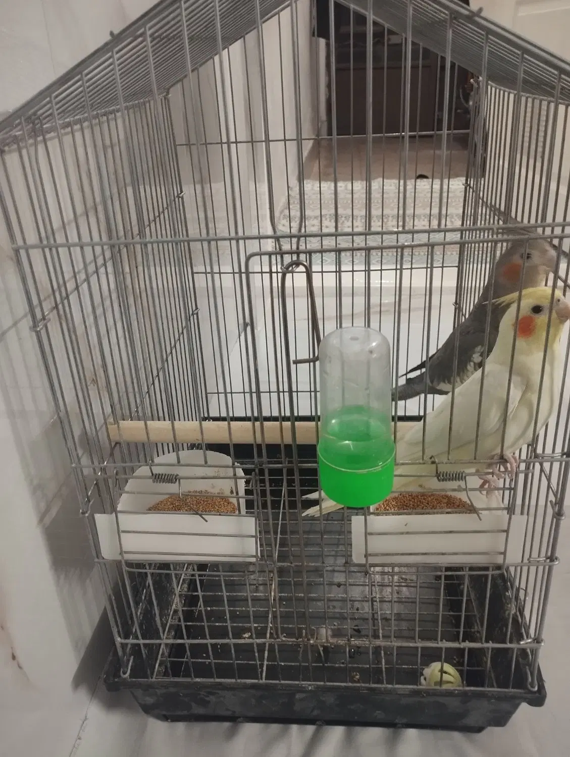 عروس هلندی|پرنده|مشهد, ثامن|دیوار