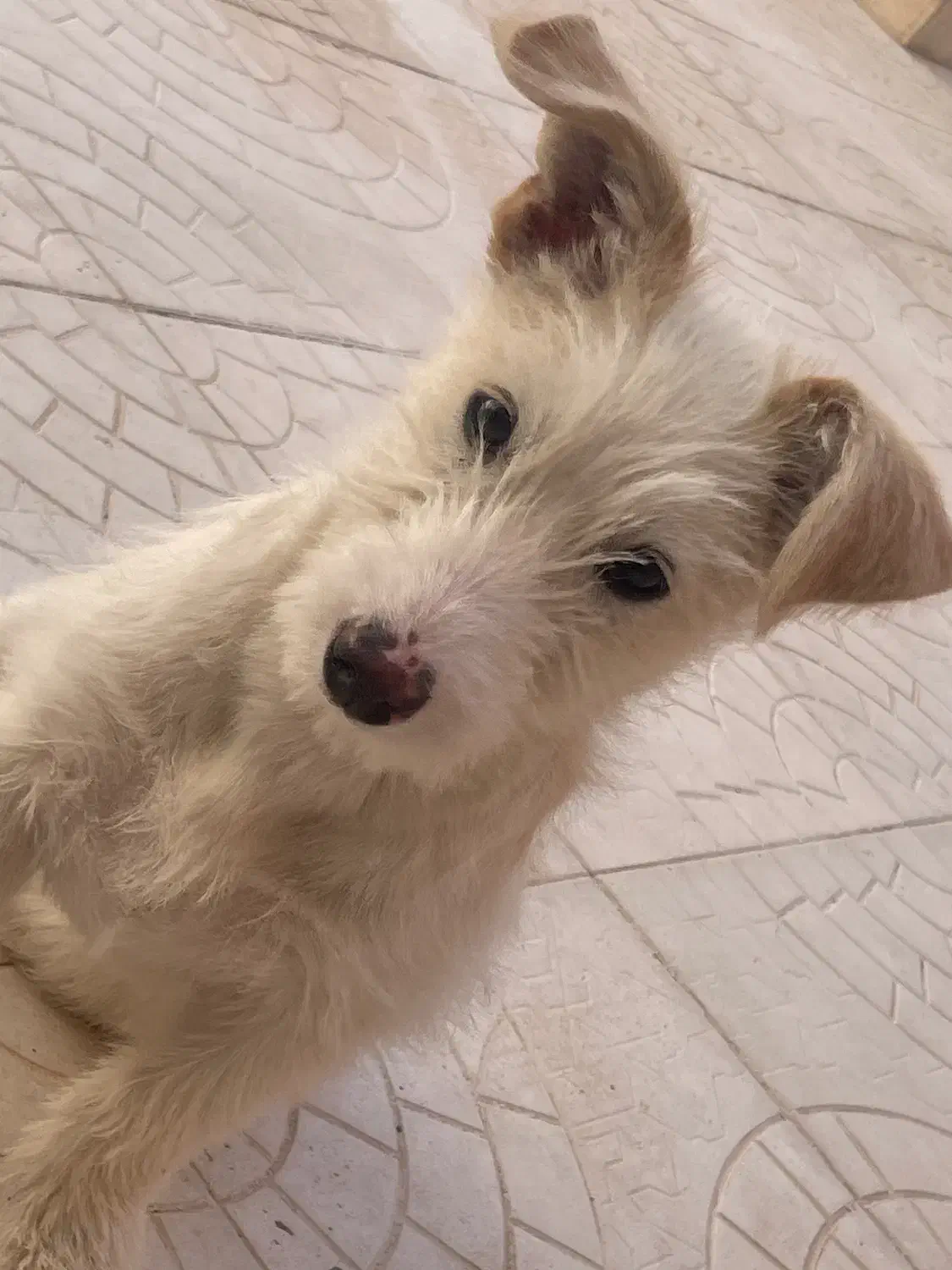 سگ خانگی|سگ|قائن, |دیوار