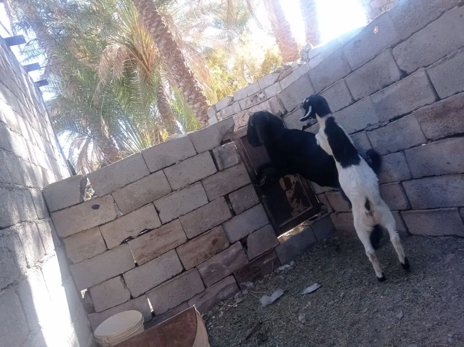 12222|حیوانات مزرعه|گلباف, |دیوار