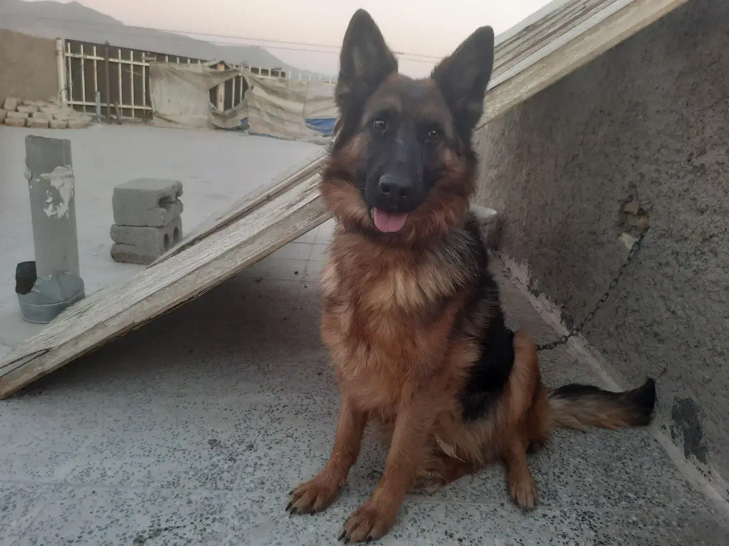 سگ شپر ماده ۲ ساله|سگ|پیر بکران, |دیوار