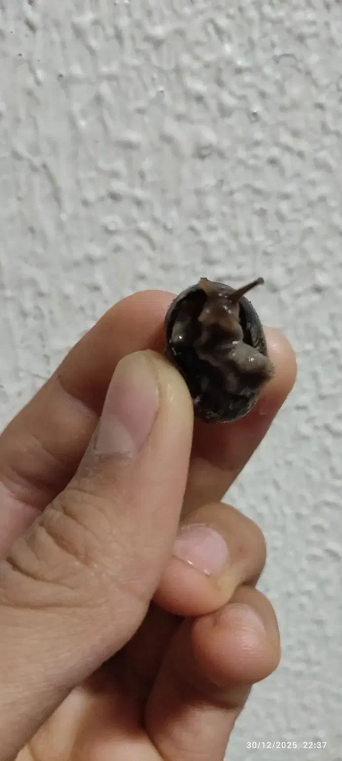 حلزون|خزنده|شاهین‌شهر, شهرک گلدیس|دیوار