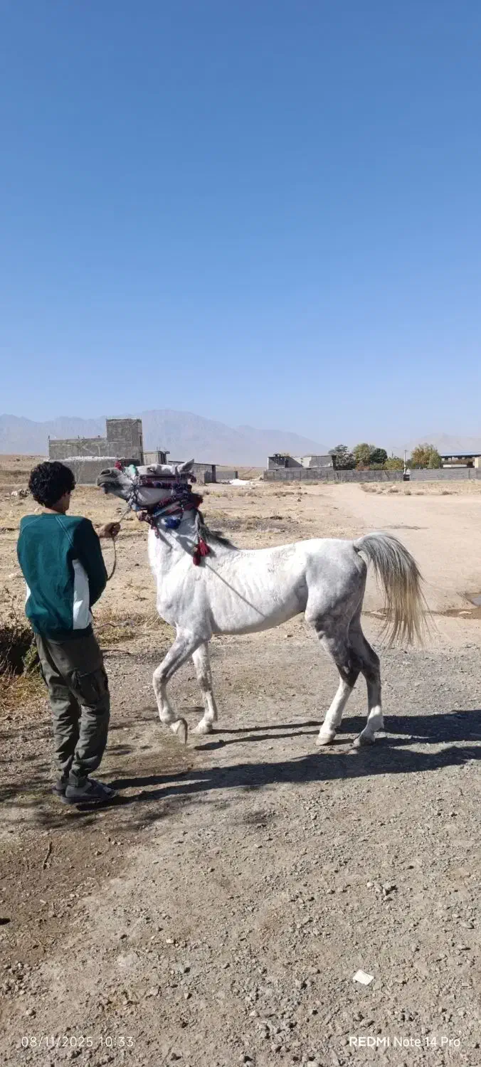 اسب سفید|اسب و تجهیزات اسبسواری|خرمآباد, |دیوار