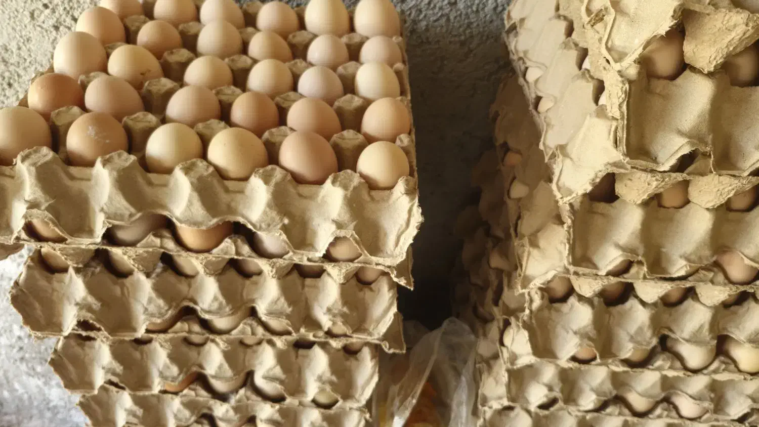 تخم مرغ نطفه دار وخوراکی|حیوانات مزرعه|گرگان, |دیوار