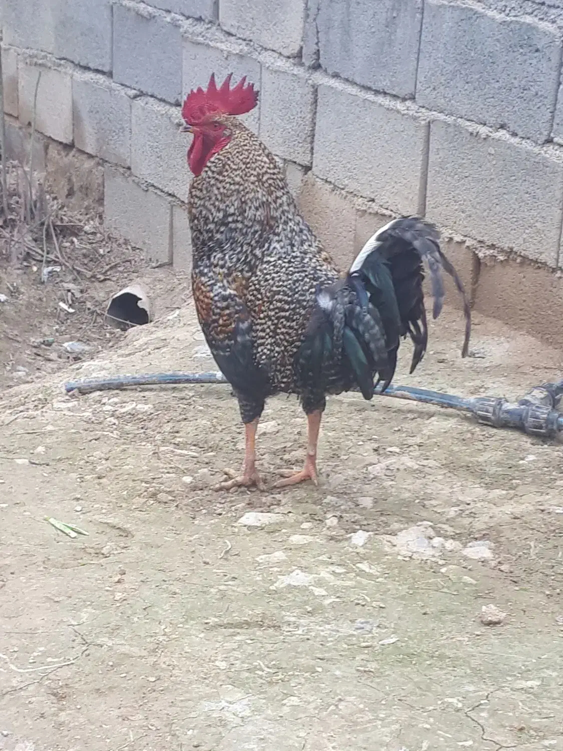 خروس|حیوانات مزرعه|گرمخان, |دیوار