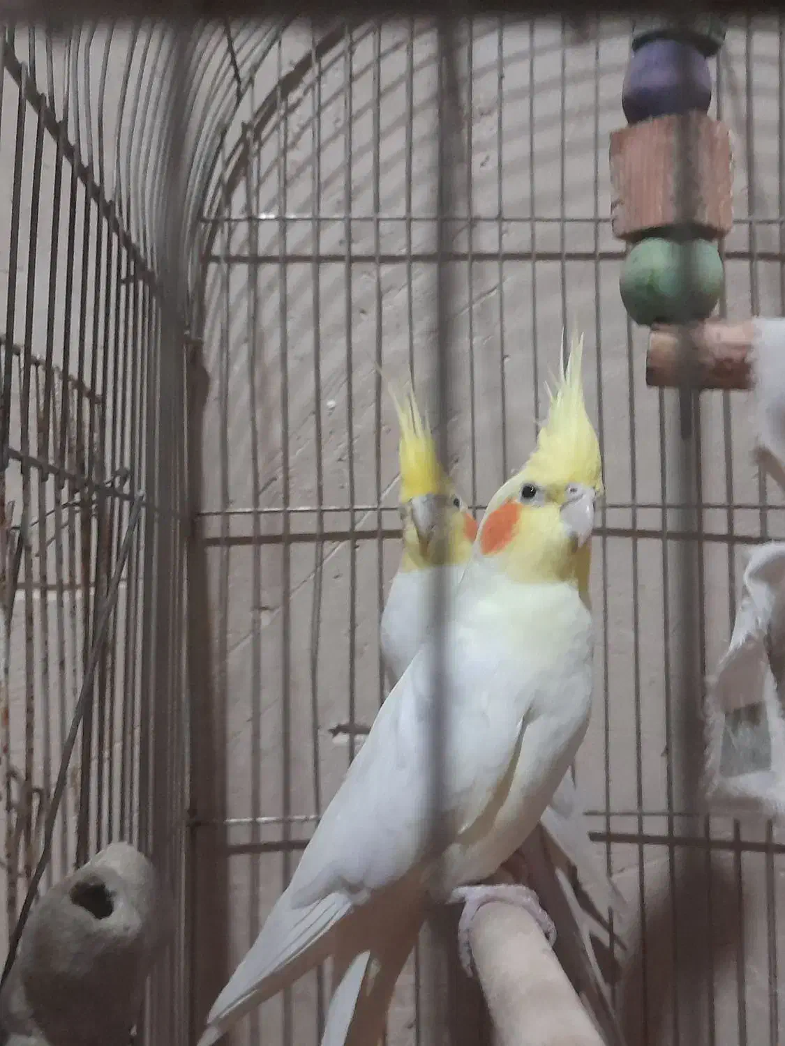 عروس هلندی|پرنده|ساوه, |دیوار