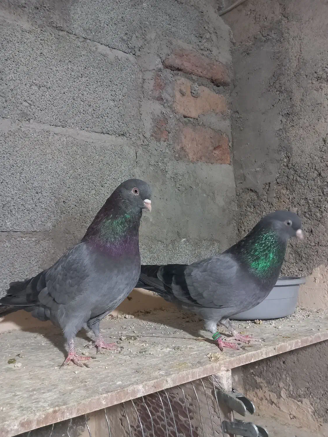 سه جفت کبوتر|پرنده|تبریز, |دیوار