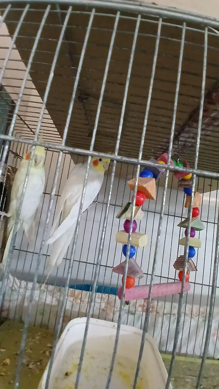 طوطی شهرک طالقانی|پرنده|بندر ماهشهر, |دیوار