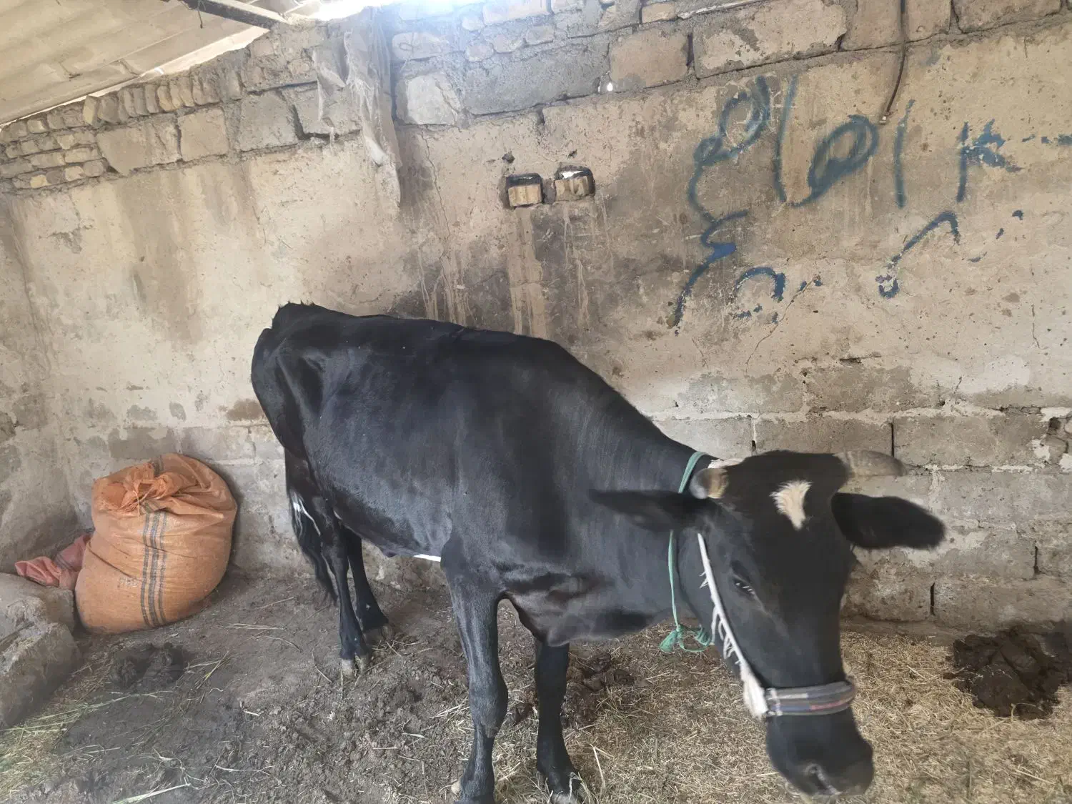 گاوآرام موقع شیردوشی ۱۵کیلو|حیوانات مزرعه|اهواز, ۲۰۰دستگاه|دیوار