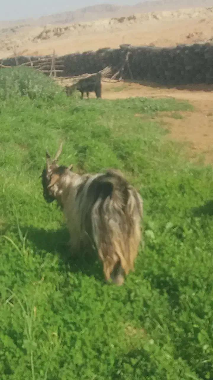 بز و بیگ داشتی|حیوانات مزرعه|شوشتر, |دیوار