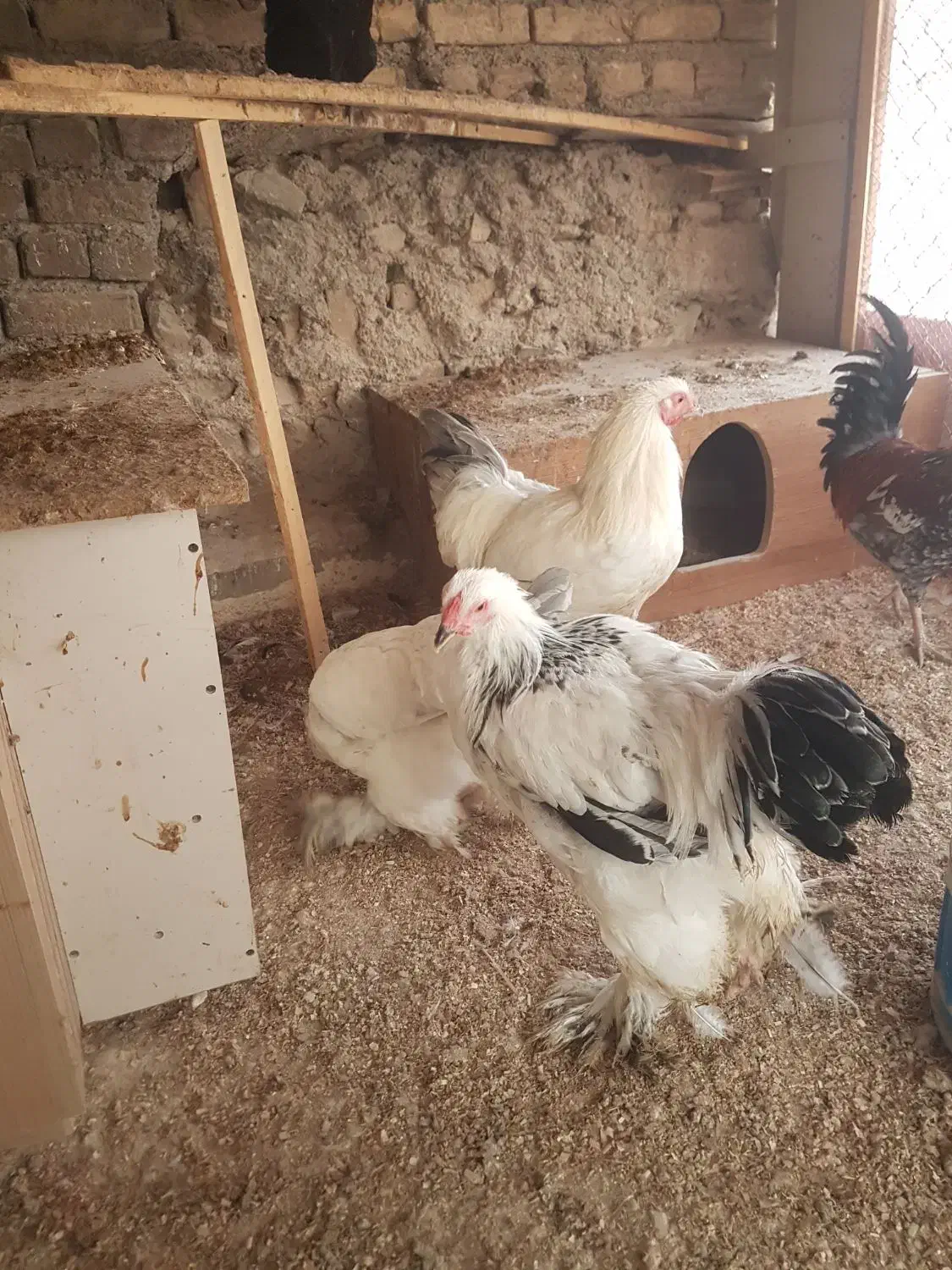 مرغ وخروس برهما|حیوانات مزرعه|بومهن, |دیوار