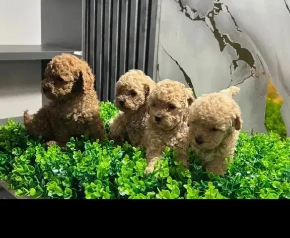 پودل رد دارک 65روزه ردلایت مایل به رد|سگ|مشهد, وکیل‌آباد|دیوار