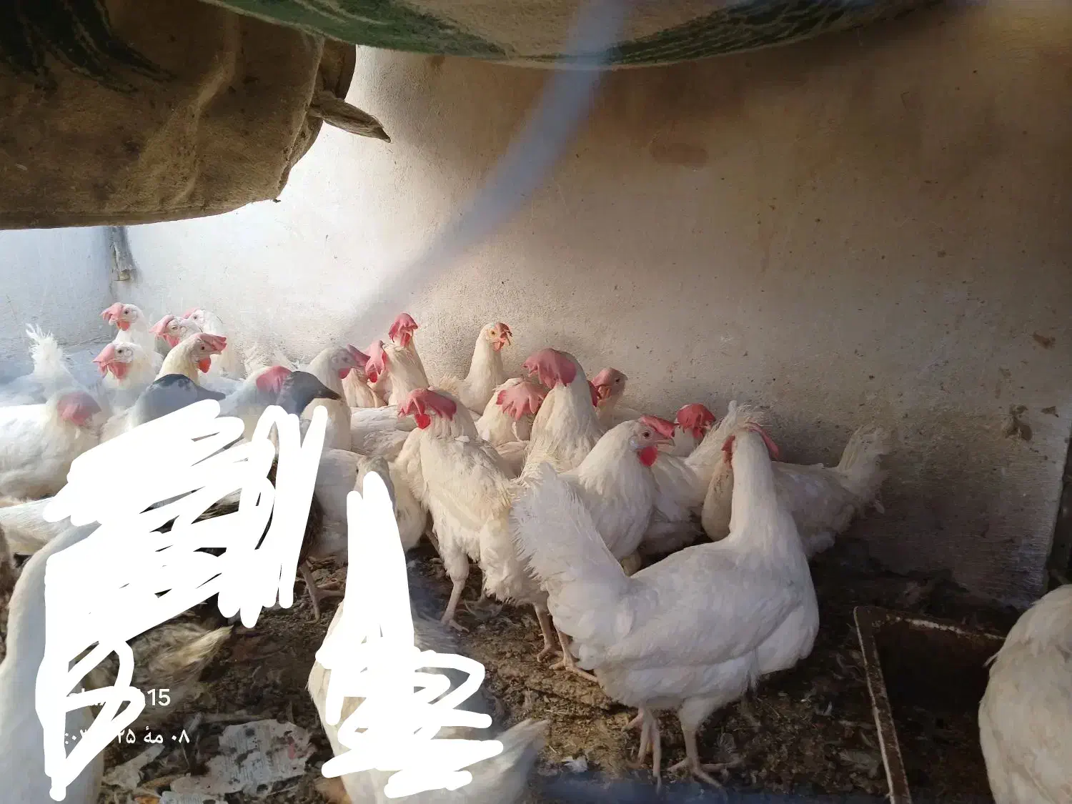 مرغ سربری|حیوانات مزرعه|شاهین‌شهر, گرگاب|دیوار