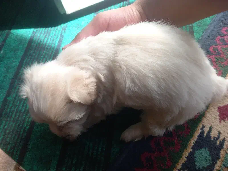 سگ پاکوتا|سگ|جیرفت, |دیوار