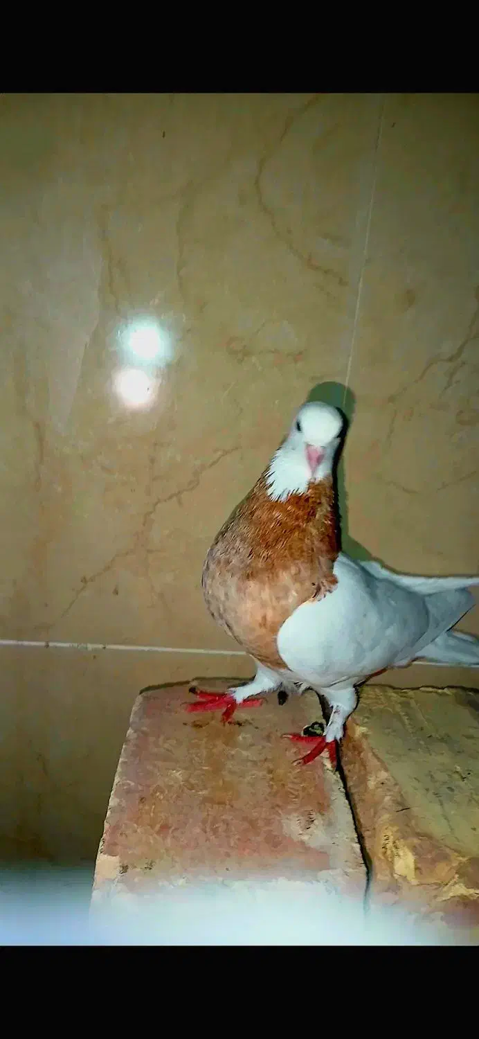 کبوتر طوقی|پرنده|سراوان, |دیوار