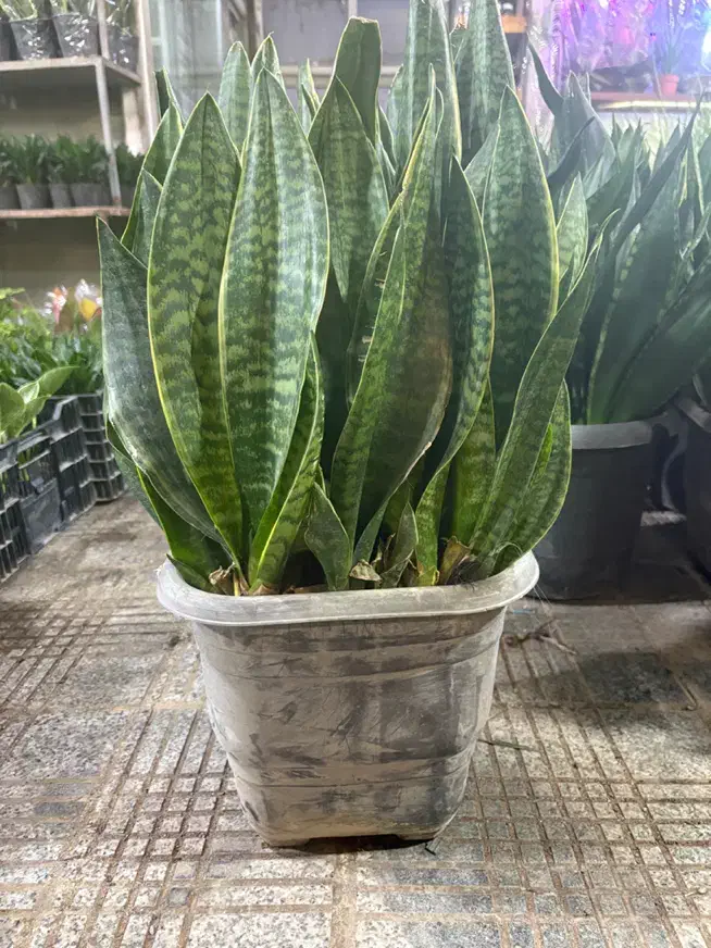 سانسوریا انواع گل وگیاه اپارتمانی|گل و گیاه طبیعی|تهران, مشیریه|دیوار