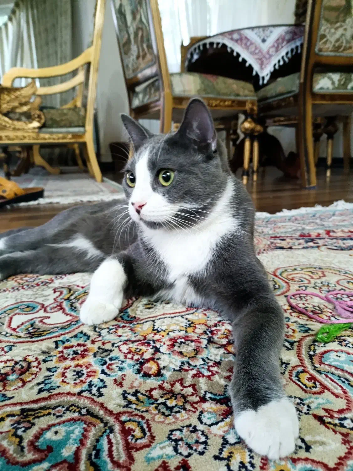 گربه آپارتمانی|گربه|مراغه, |دیوار