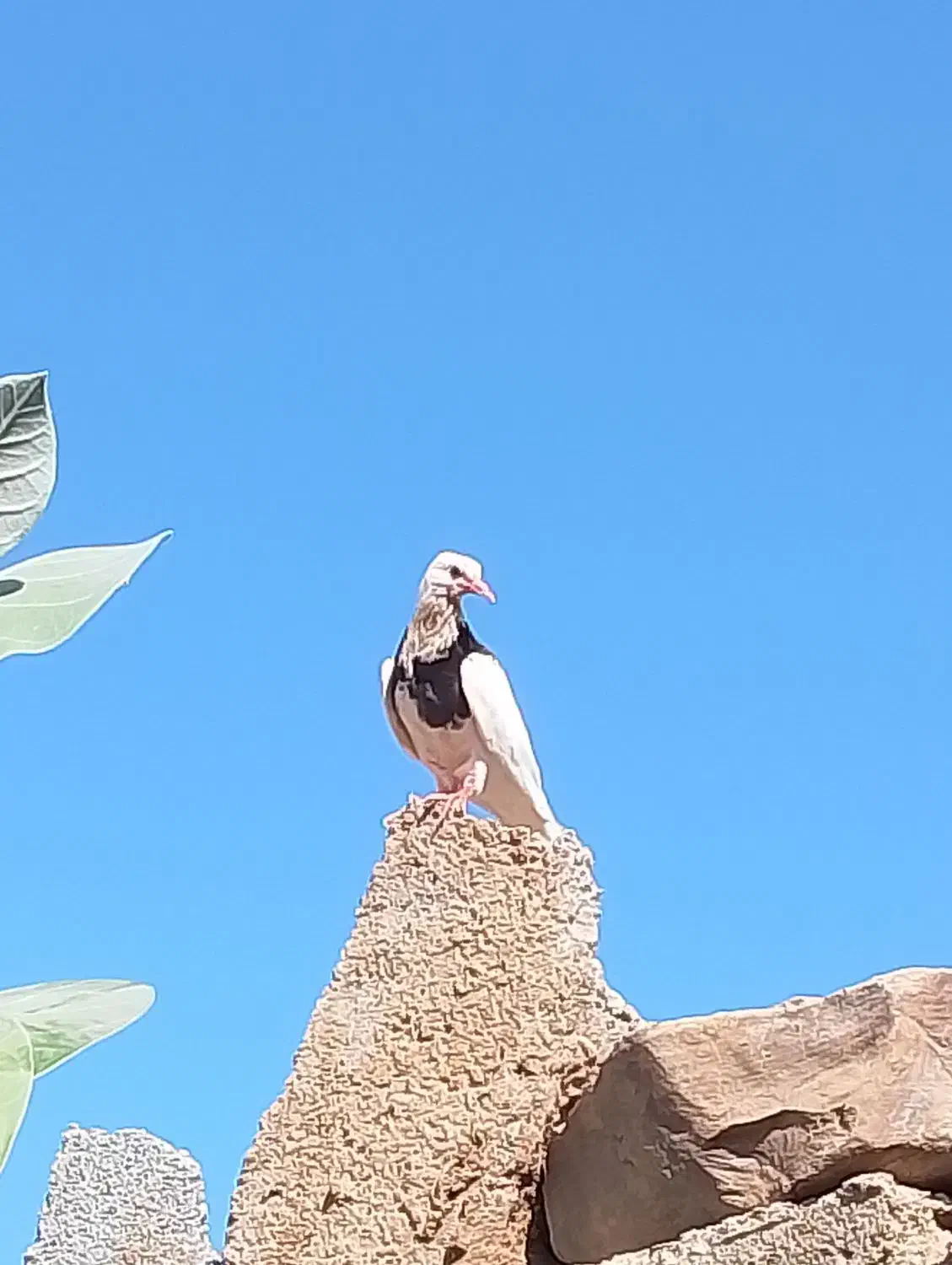 پاکستانی|پرنده|کلاتان, |دیوار