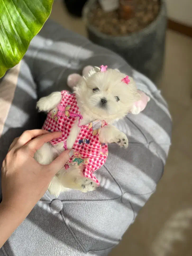 بهترین نژاد پکنیز‌امپریال عروسکی و نژاد دیگر|سگ|تهران, کوی بیمه|دیوار