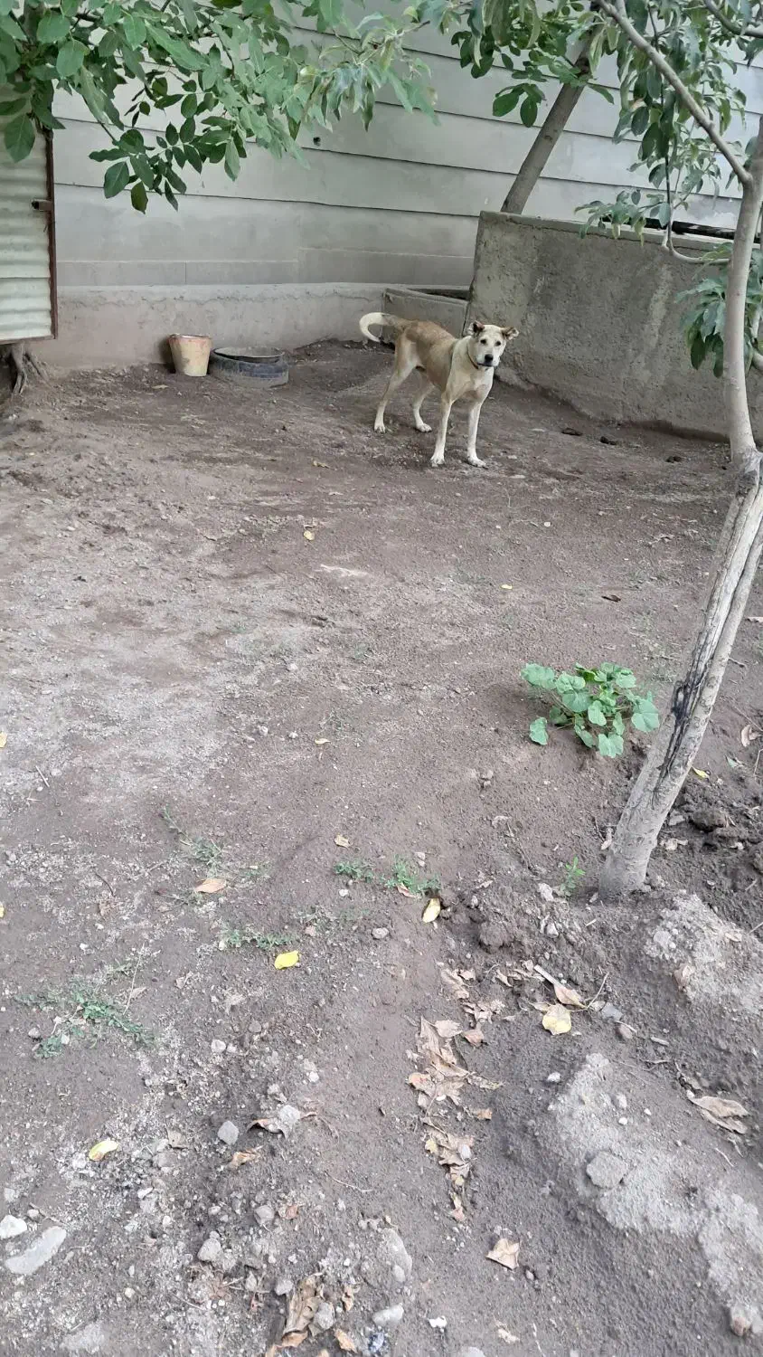 فروش سگ عراقی  قیمت مناسب|سگ|باسمنج, |دیوار