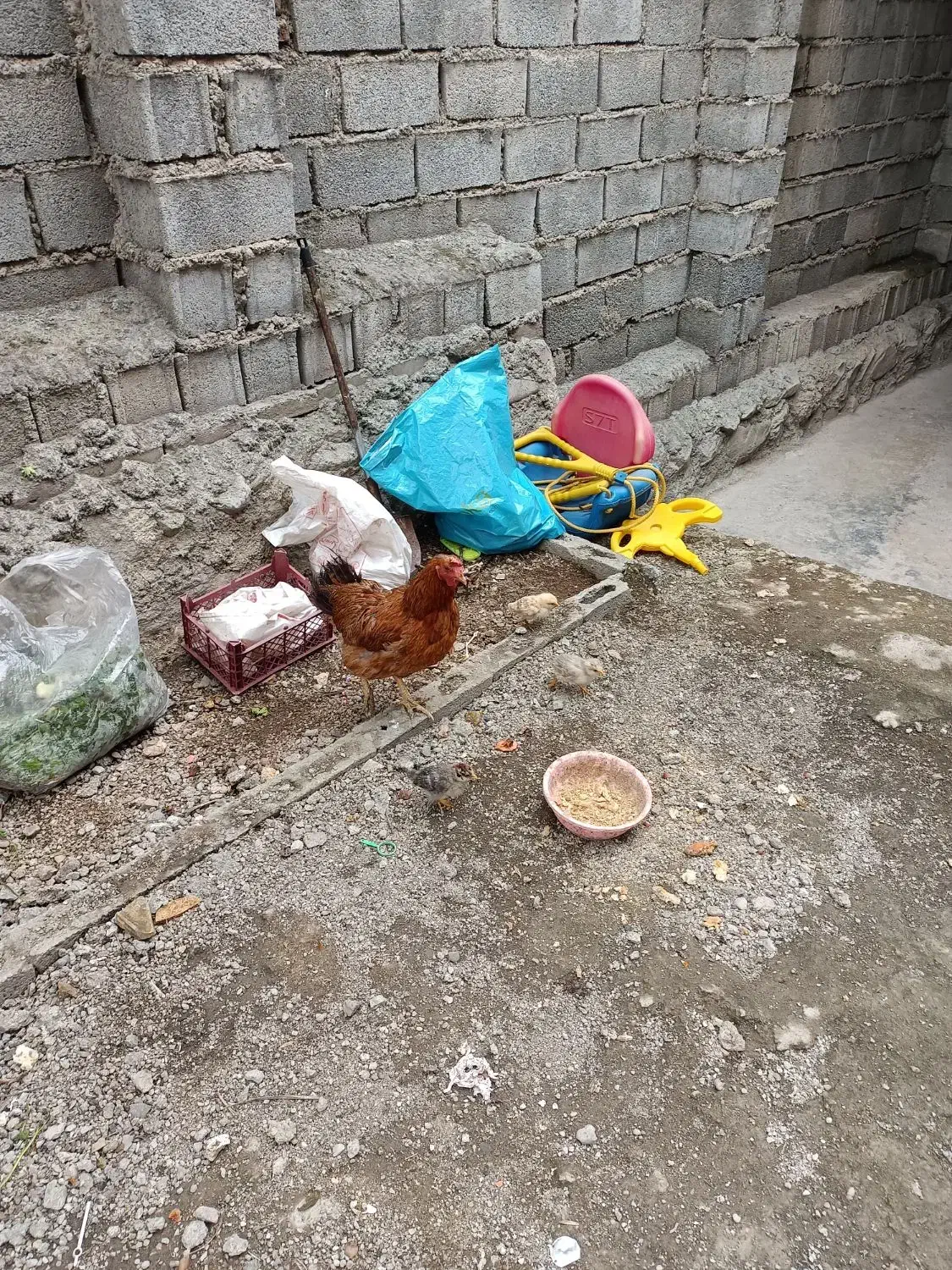 یک عدد کرچ با سه تا جوجه|حیوانات مزرعه|کلاردشت, |دیوار