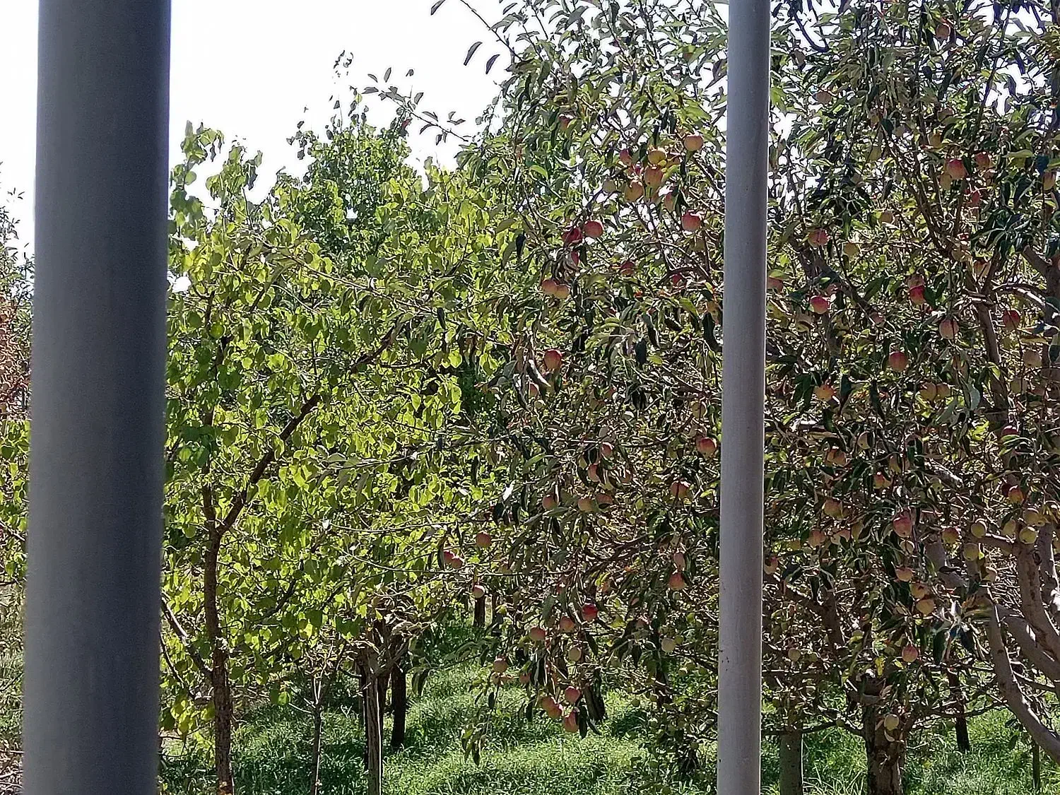 فروش باغ|فروش زمین و ملک کلنگی|یامچی, |دیوار