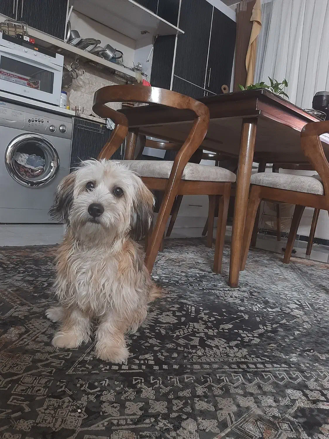 واگذار حیوان خانگی|سگ|فردیس, فردیس|دیوار