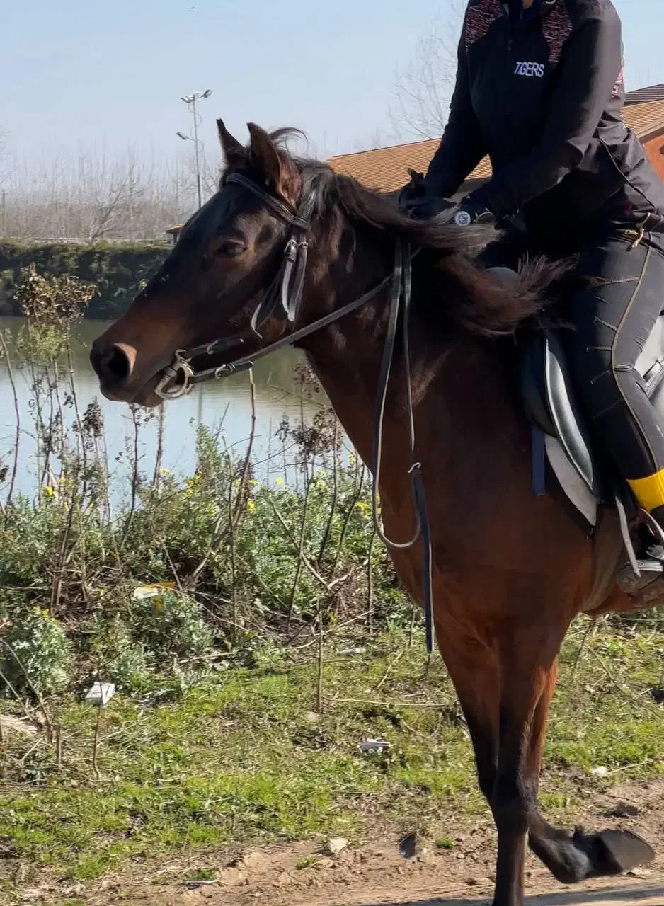 اسب تمام یورقه|اسب و تجهیزات اسب‌سواری|ماسال, |دیوار