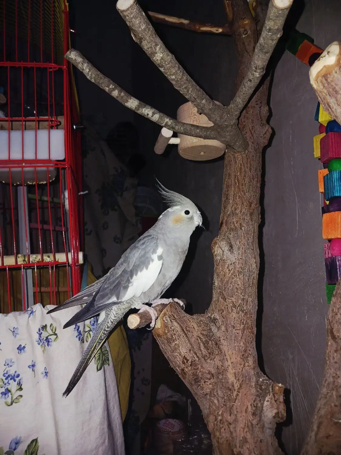 پرنده نرو ماده مولد|پرنده|قم, ولیعصر|دیوار