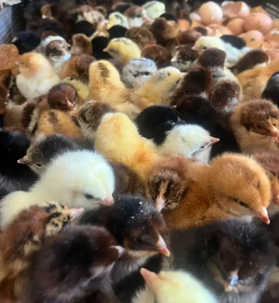 فروش جوجههای یک روزه محلی وکاکلی و برهما|حیوانات مزرعه|شیراز, گچی|دیوار