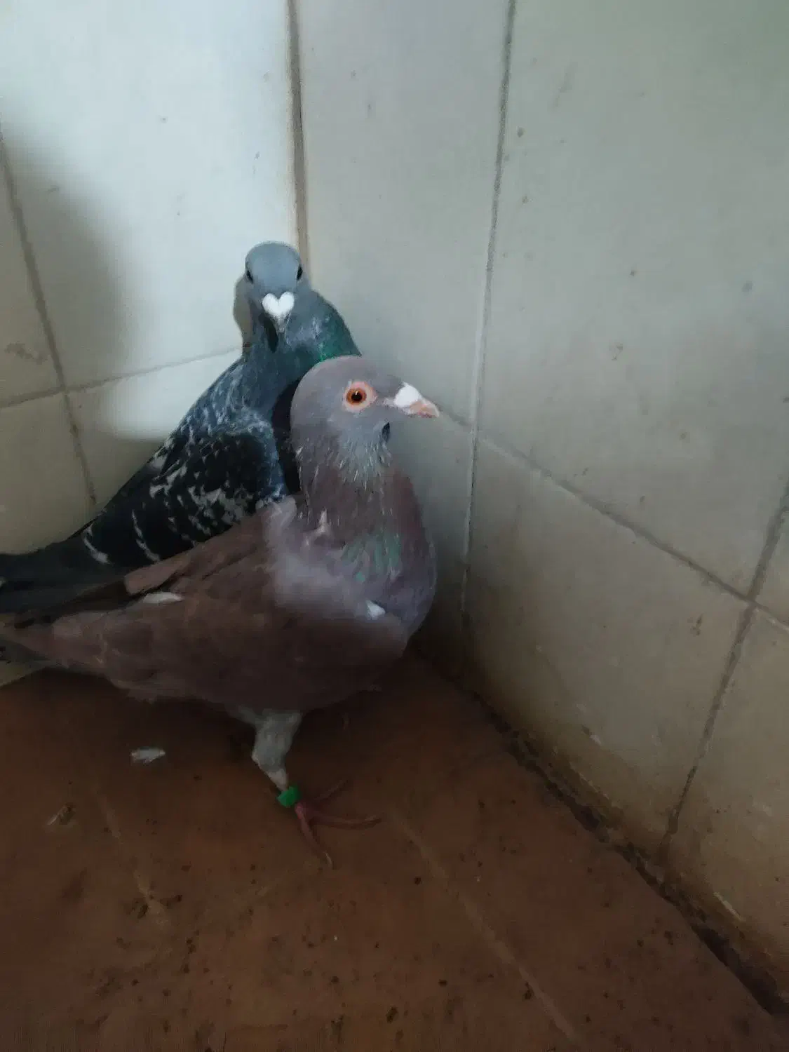 کبوتر|پرنده|سده (خراسان جنوبی), |دیوار