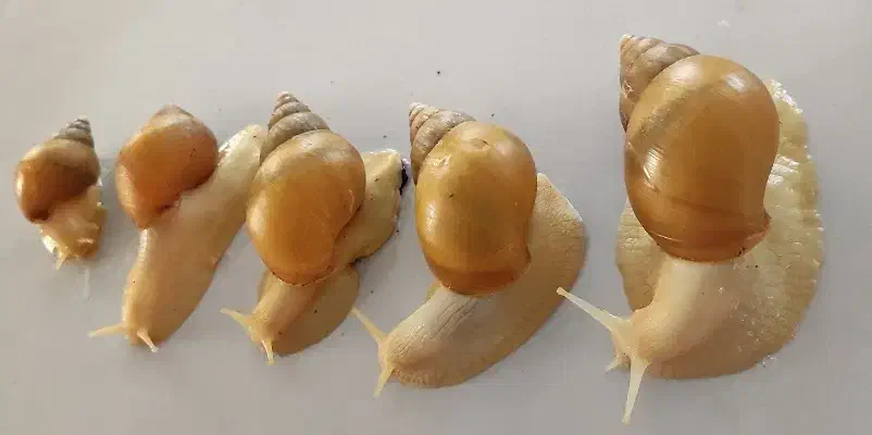 حلزون|خزنده|تهران, نازی‌آباد|دیوار