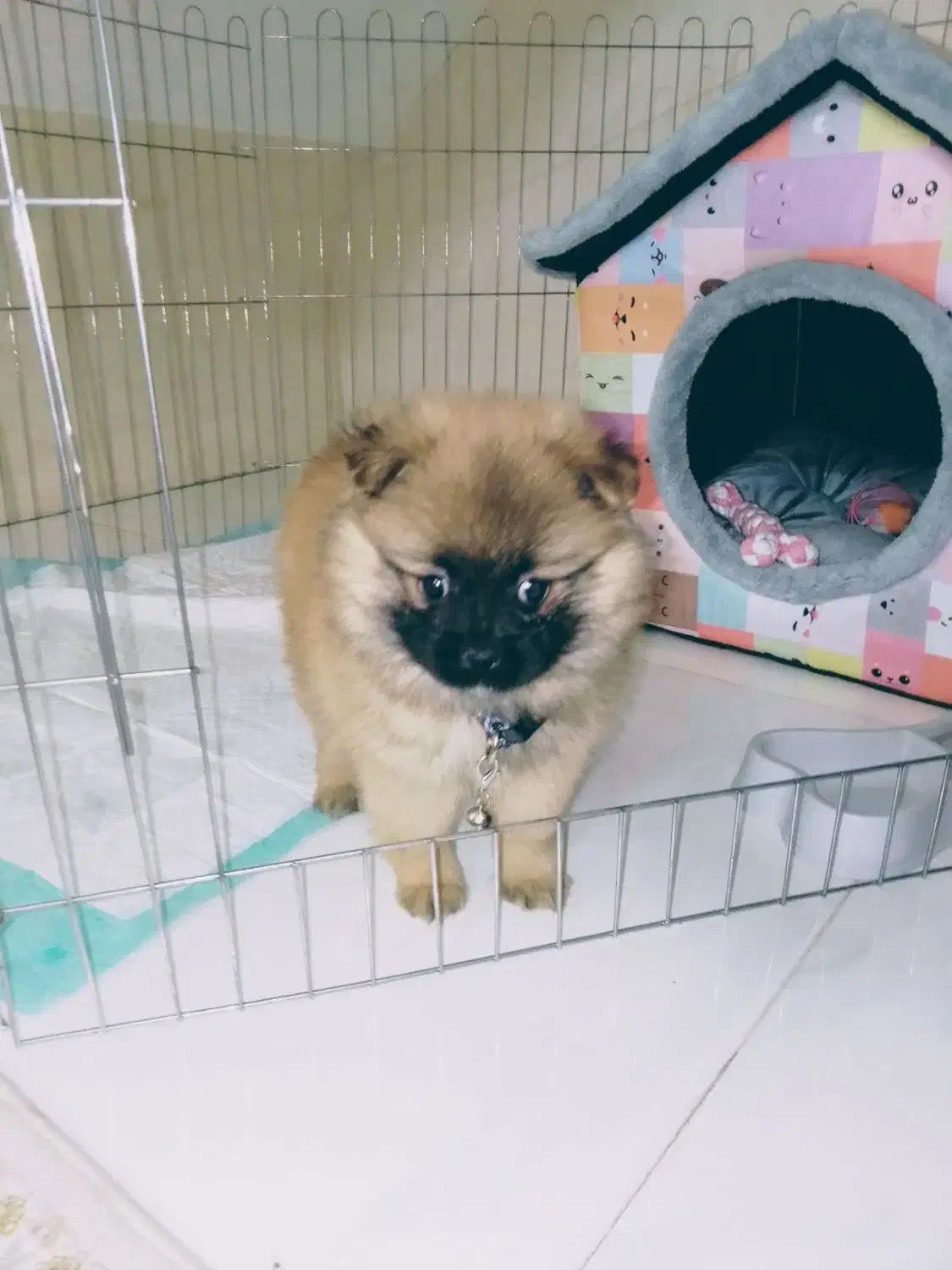 سگ پامر خیلی خیلی بازیگوش...|سگ|مشهد, کوی سیدی|دیوار