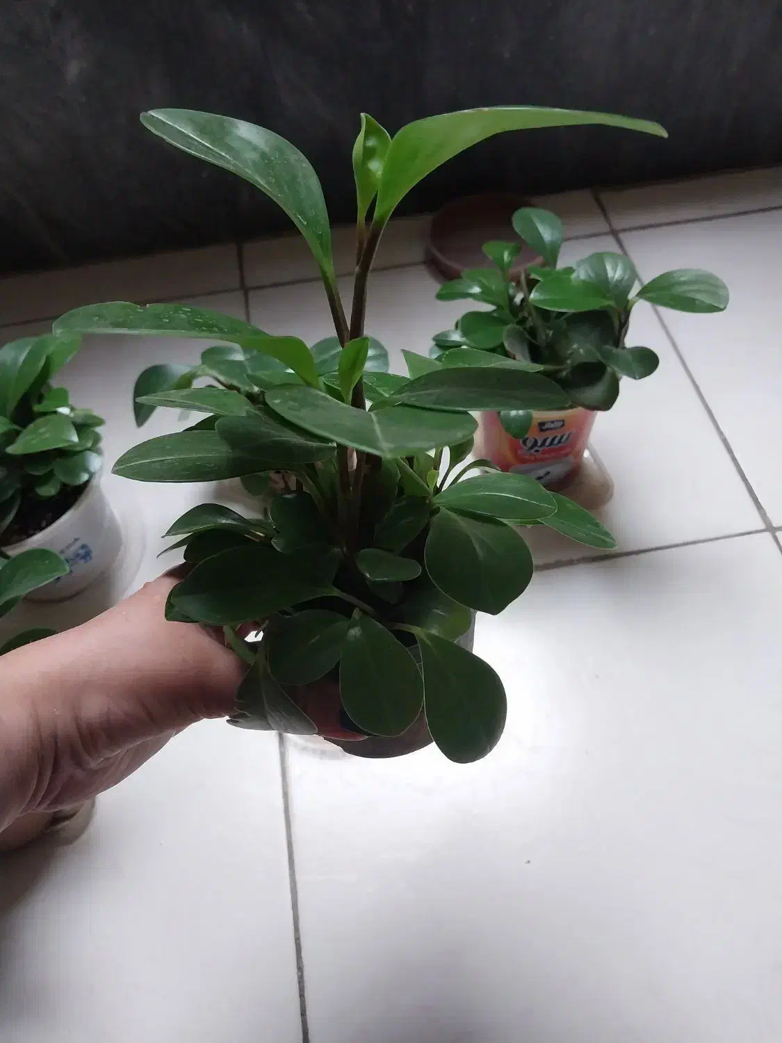 گل قاشقی گل پتوس ابلق|گل و گیاه طبیعی|کرج, اصفهانی‌ها|دیوار