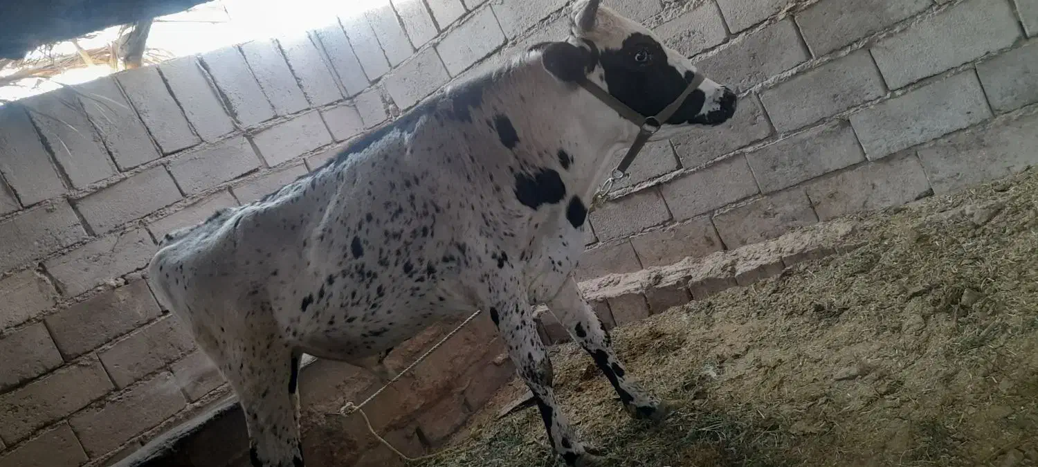 گوساله نر|حیوانات مزرعه|گنبکی, |دیوار