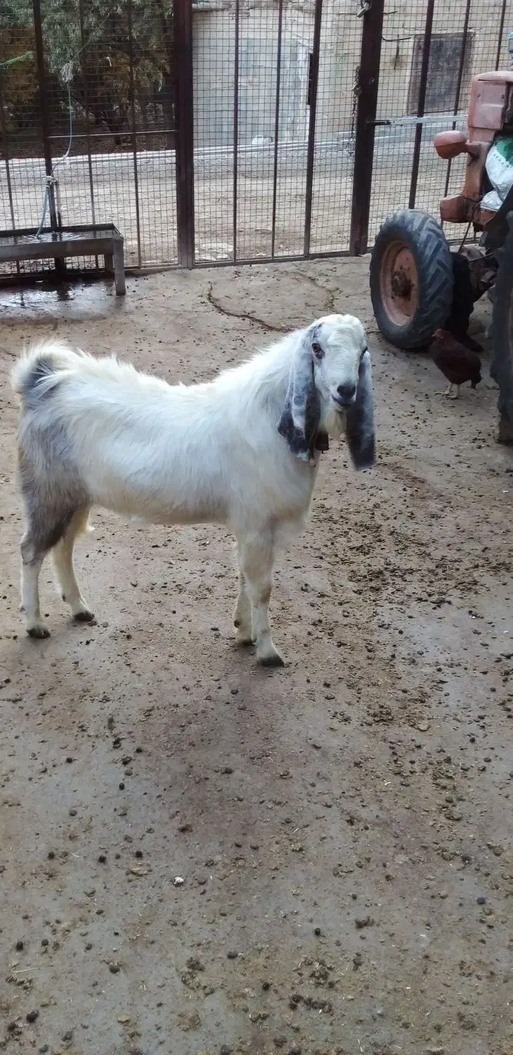 نر بز|حیوانات مزرعه|شیروان (لرستان), |دیوار