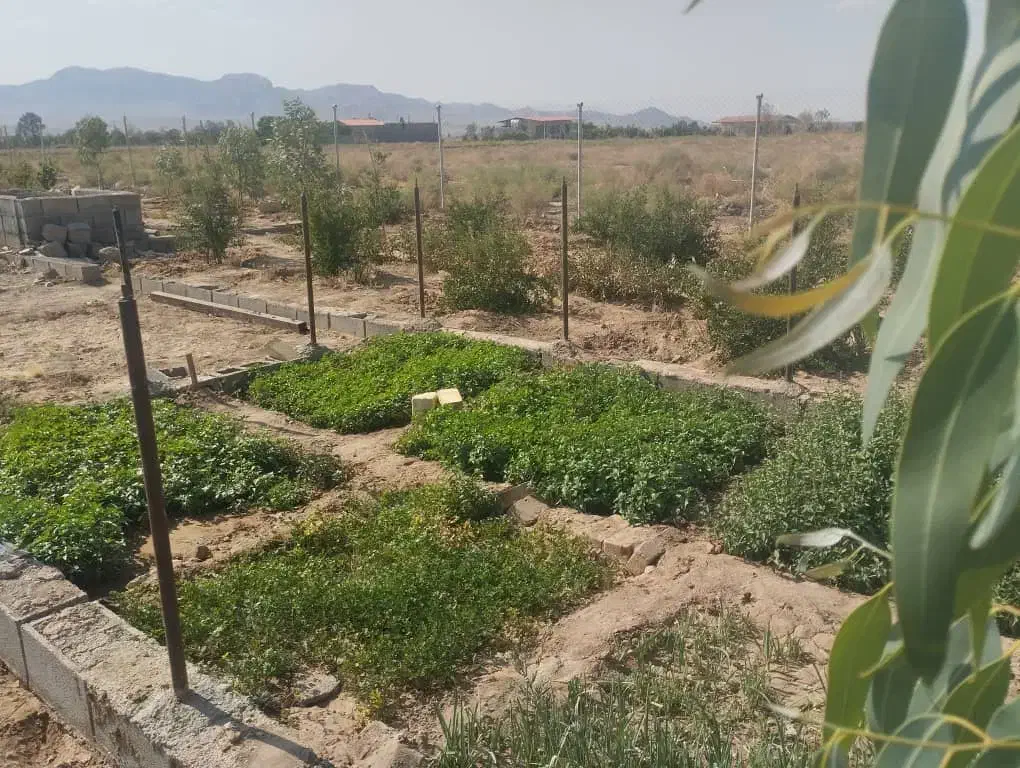 باغ فروشی نقدو اقساط|فروش زمین و ملک کلنگی|دلیجان, |دیوار