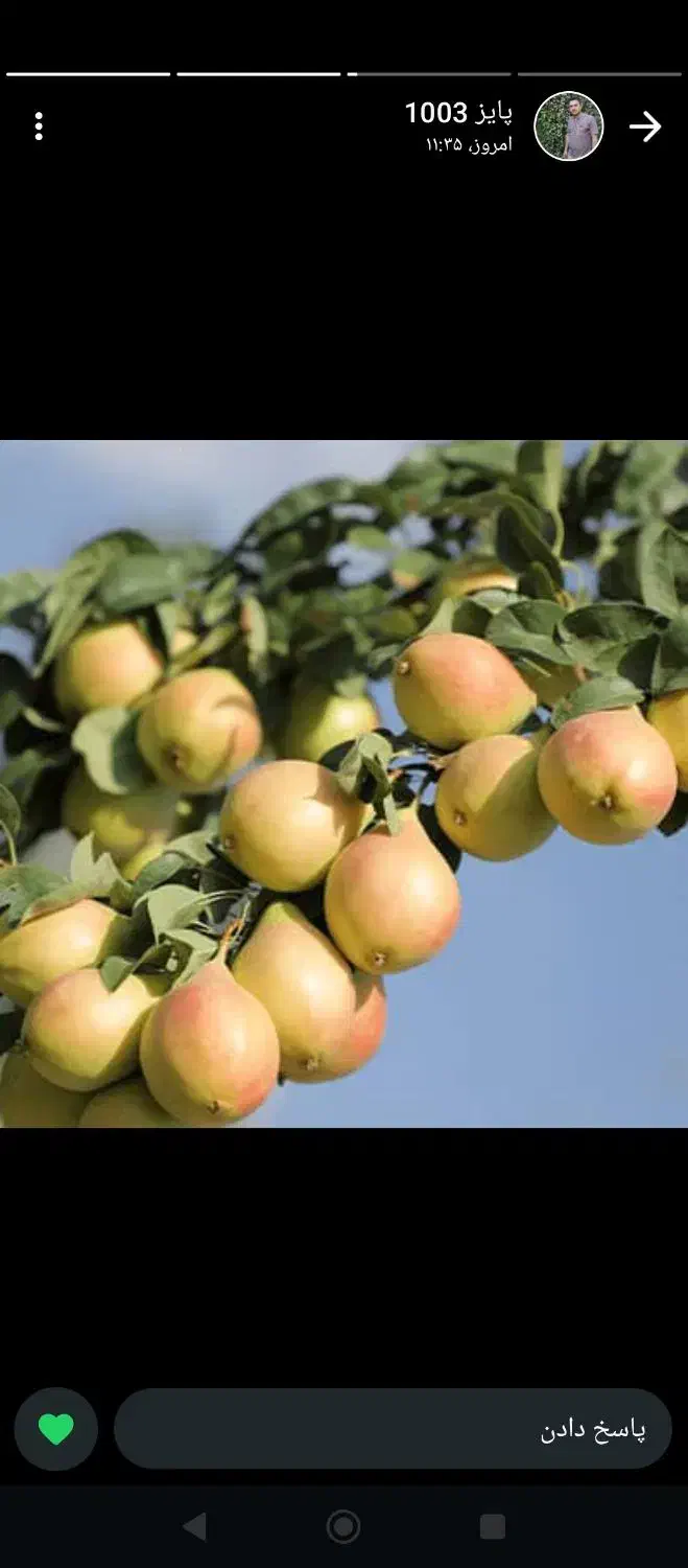 نهالستان مهندس قاسمی تولید کننده انواع نهال|خدمات باغبانی و درختکاری|اسلام آباد, |دیوار