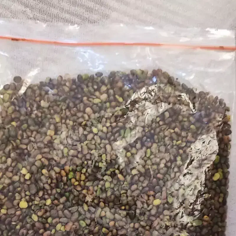 مغز پسته کوهی|خوردنی و آشامیدنی|شمشک, |دیوار