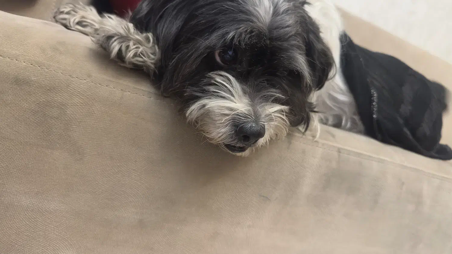 سگ گمشده|حیوانات|تبریز, |دیوار