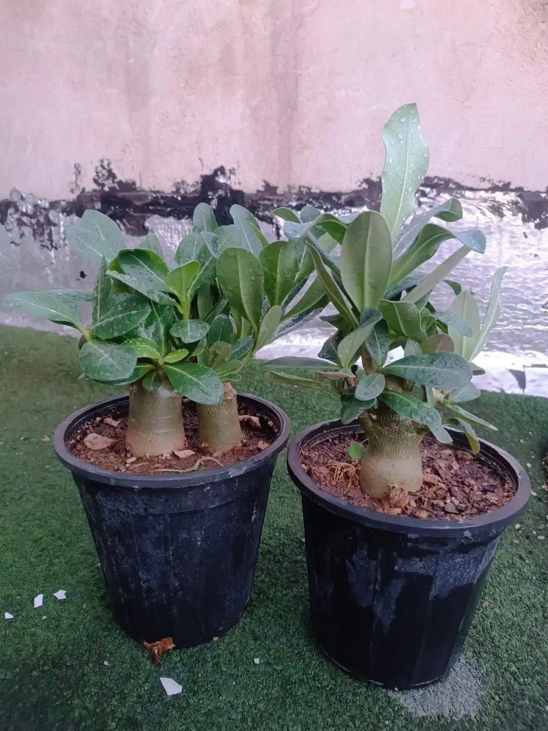 کاکتوس گل آپارتمانی بنسای ادنیوم سطل ۴ تنه دار|گل و گیاه طبیعی|تهران, مسعودیه|دیوار