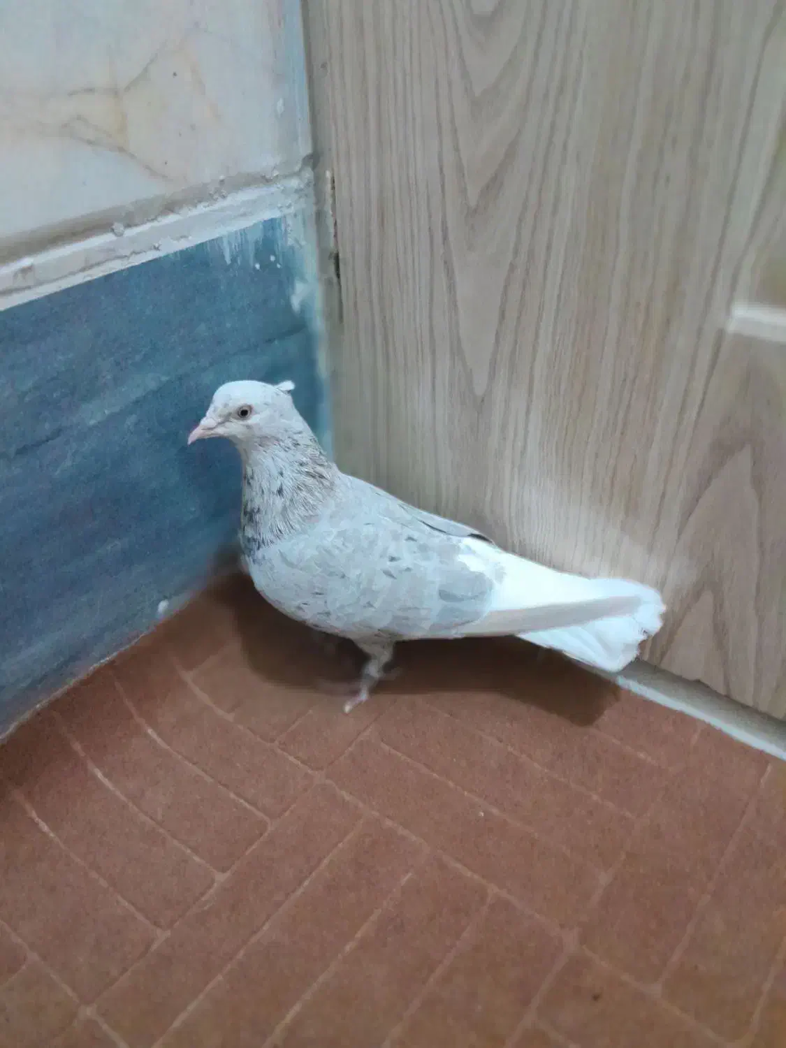 کبوترزیبا|پرنده|قم, تعویض پلاک|دیوار