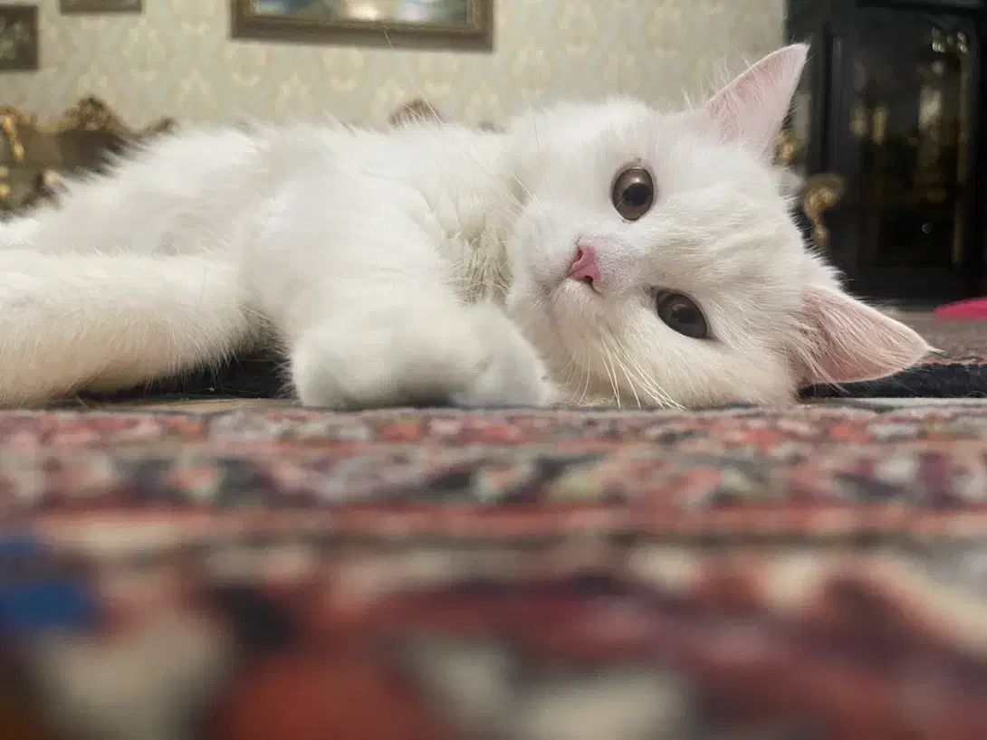 گربه پرشین|گربه|ارومیه, |دیوار