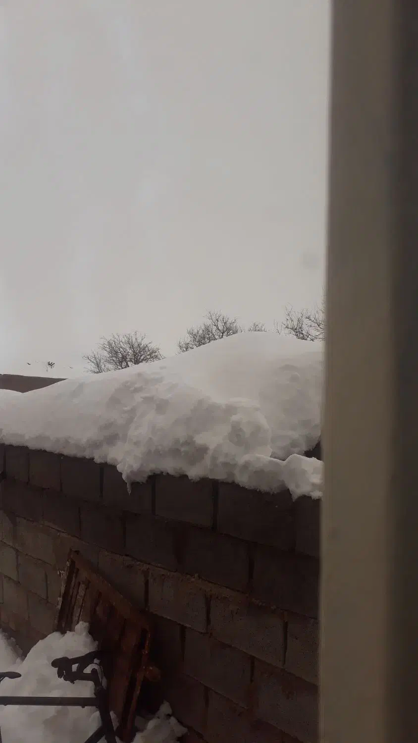 طوقی|پرنده|مشهد, مقدم|دیوار