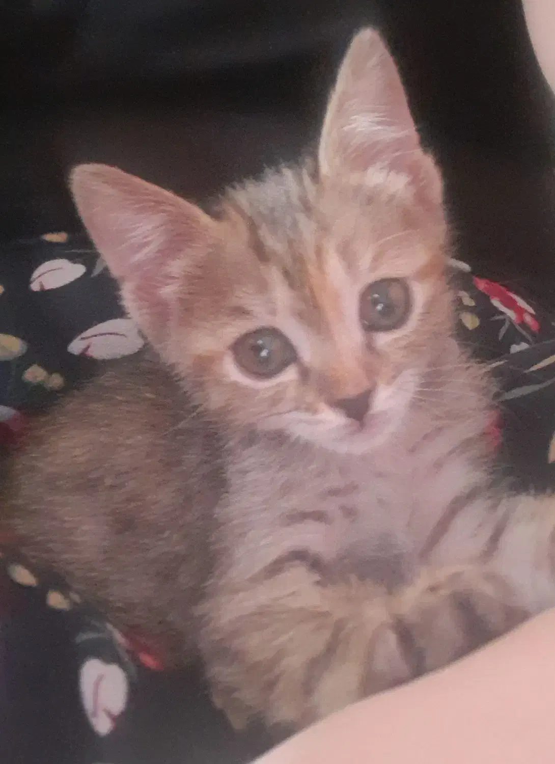 واگذاری رایگان|گربه|شیراز, رکنآباد|دیوار